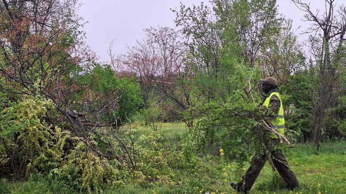 Trabajador con chaleco reflectante transporta ramas tras la tala ilegal de 16 árboles en Nantucket para lograr vistas al mar.