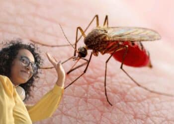 Adiós a los mosquitos.