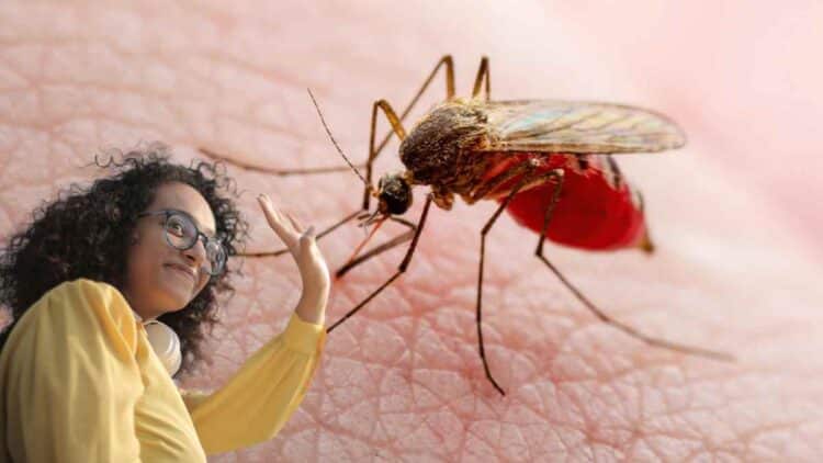 Adiós a los mosquitos.