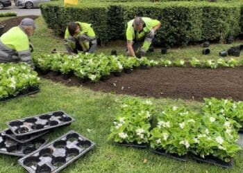 Trabajadores de jardinería plantando flores en Aranjuez para bolsa de empleo municipal.