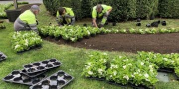 Trabajadores de jardinería plantando flores en Aranjuez para bolsa de empleo municipal.