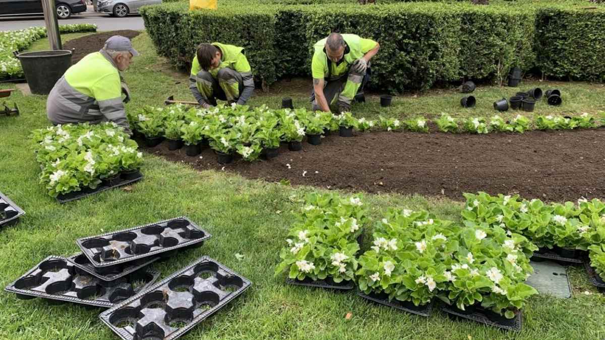 Trabajadores de jardinería plantando flores en Aranjuez para bolsa de empleo municipal.