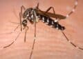 Mosquito Aedes portador del virus chikungunya en brote en Guangdong, China.