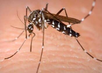 Mosquito Aedes portador del virus chikungunya en brote en Guangdong, China.