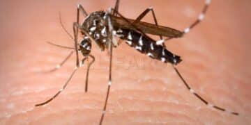 Mosquito Aedes portador del virus chikungunya en brote en Guangdong, China.