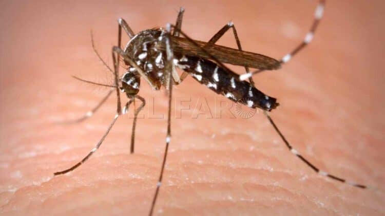 Mosquito Aedes portador del virus chikungunya en brote en Guangdong, China.