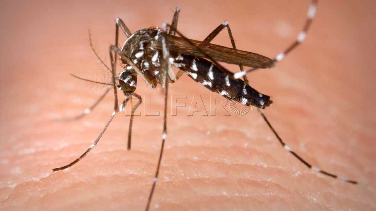 Mosquito Aedes portador del virus chikungunya en brote en Guangdong, China.