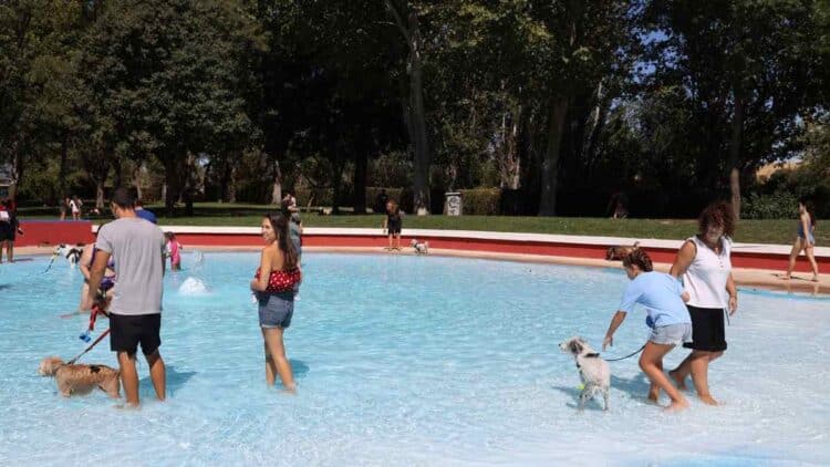 Personas y perros disfrutando del FuenlaDog Fest en la piscina municipal de Fuenlabrada.