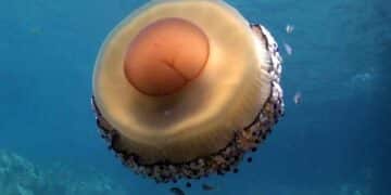 Medusa huevo frito en el mar Mediterráneo, especie que aumenta en las playas españolas.