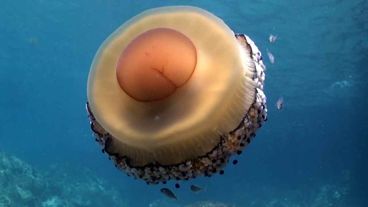 Medusa huevo frito en el mar Mediterráneo, especie que aumenta en las playas españolas.