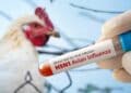 Prueba de sangre para gripe aviar H5N1 en Madrid tras foco detectado en Alcobendas.