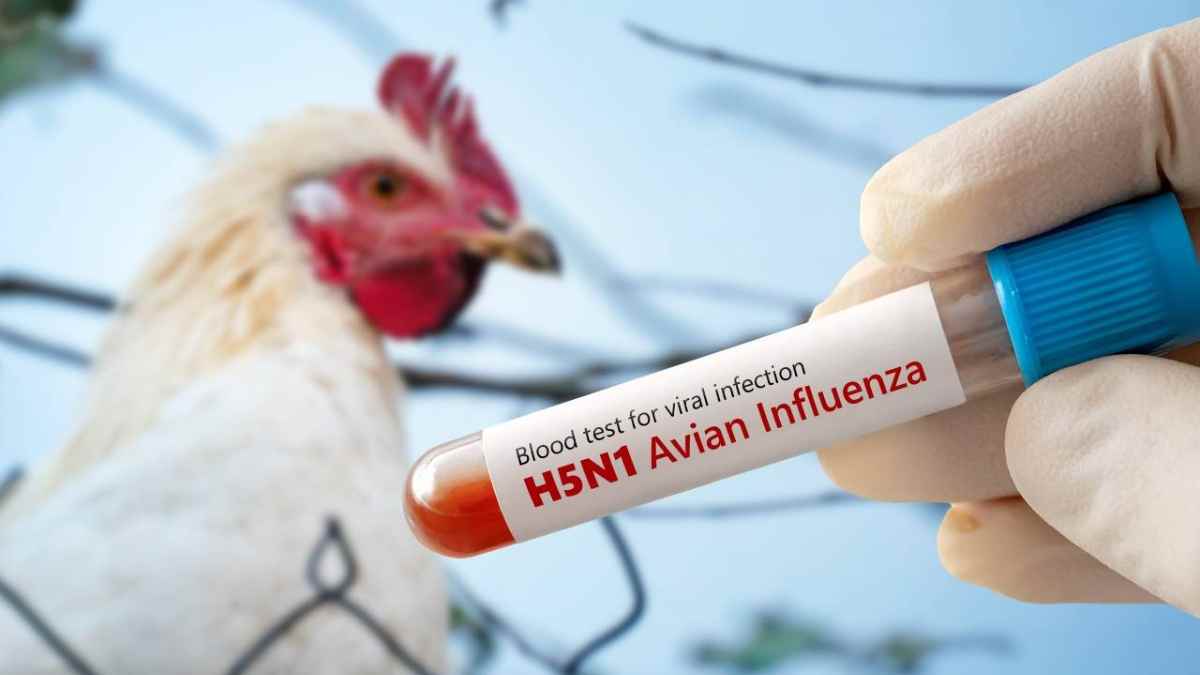 Prueba de sangre para gripe aviar H5N1 en Madrid tras foco detectado en Alcobendas.