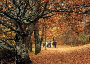 Grupo de visitantes en el Hayedo de Montejo, bosque UNESCO en Madrid con cupo de 400 personas al día.