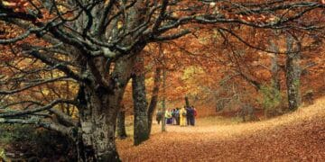 Grupo de visitantes en el Hayedo de Montejo, bosque UNESCO en Madrid con cupo de 400 personas al día.