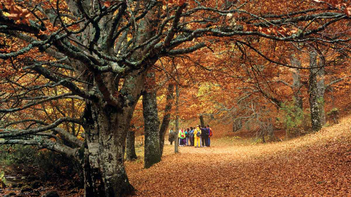 Grupo de visitantes en el Hayedo de Montejo, bosque UNESCO en Madrid con cupo de 400 personas al día.