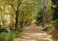 Sendero del Abedular de Canencia en otoño, con árboles dorados y camino fácil cerca de Madrid.