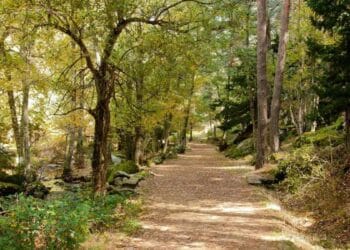 Sendero del Abedular de Canencia en otoño, con árboles dorados y camino fácil cerca de Madrid.