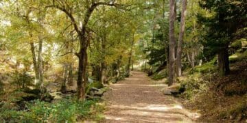 Sendero del Abedular de Canencia en otoño, con árboles dorados y camino fácil cerca de Madrid.