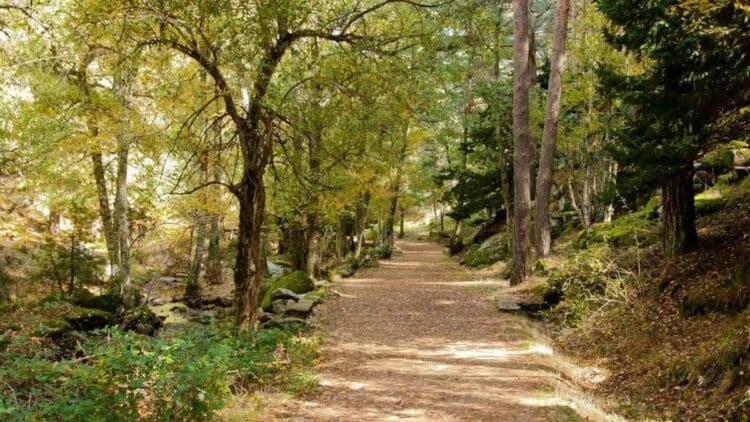 Sendero del Abedular de Canencia en otoño, con árboles dorados y camino fácil cerca de Madrid.