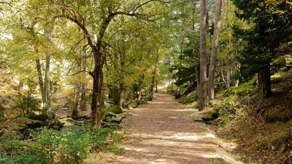 Sendero del Abedular de Canencia en otoño, con árboles dorados y camino fácil cerca de Madrid.
