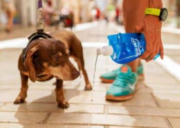 Persona diluyendo el orín de su perro con botella azul en una calle de Móstoles durante campaña municipal de limpieza.