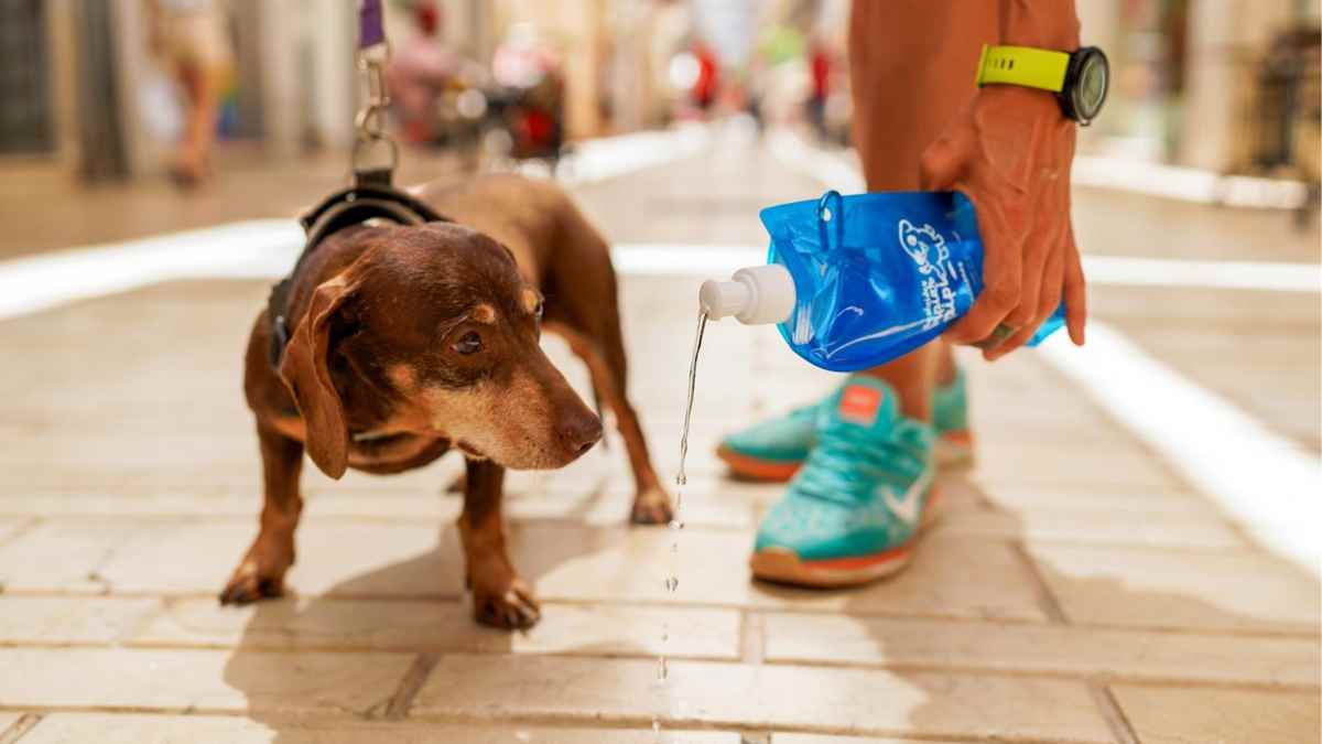 Persona diluyendo el orín de su perro con botella azul en una calle de Móstoles durante campaña municipal de limpieza.