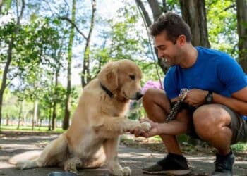 Hombre cuida a su perro en el parque tras la Ley de Bienestar Animal en España.