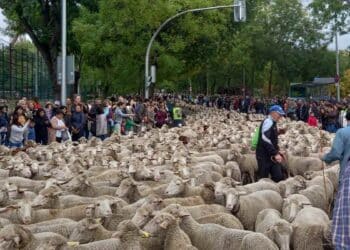 Ovejas recorriendo las calles de Madrid durante la Fiesta de la Trashumancia 2025.