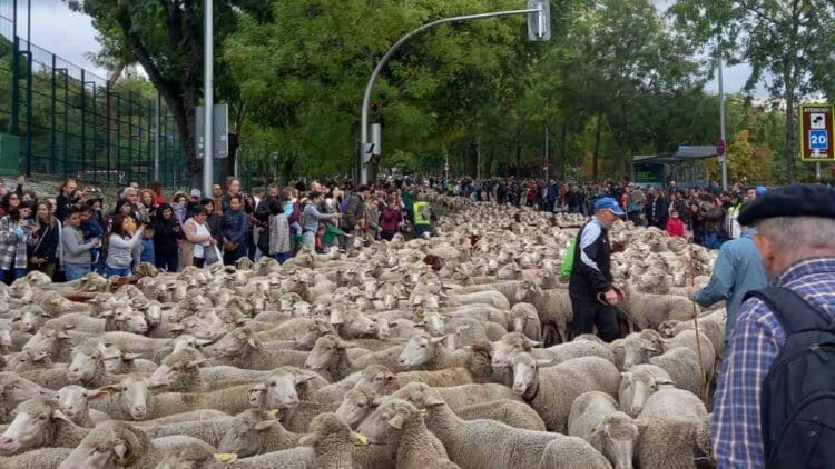 Ovejas recorriendo las calles de Madrid durante la Fiesta de la Trashumancia 2025.