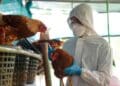 Técnico veterinario vacuna gallinas en Madrid tras los nuevos focos de gripe aviar en Móstoles y Alcorcón.