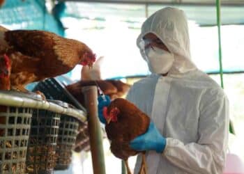 Técnico veterinario vacuna gallinas en Madrid tras los nuevos focos de gripe aviar en Móstoles y Alcorcón.