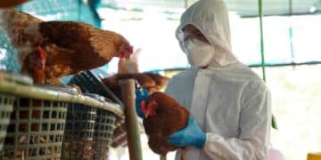 Técnico veterinario vacuna gallinas en Madrid tras los nuevos focos de gripe aviar en Móstoles y Alcorcón.