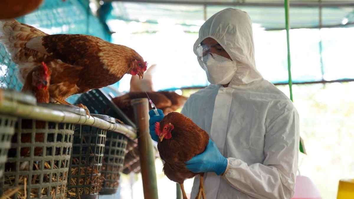 Técnico veterinario vacuna gallinas en Madrid tras los nuevos focos de gripe aviar en Móstoles y Alcorcón.