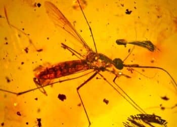 Mosquito fosilizado atrapado en ámbar encontrado en Ecuador durante investigación paleontológica del Cretácico