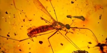 Mosquito fosilizado atrapado en ámbar encontrado en Ecuador durante investigación paleontológica del Cretácico