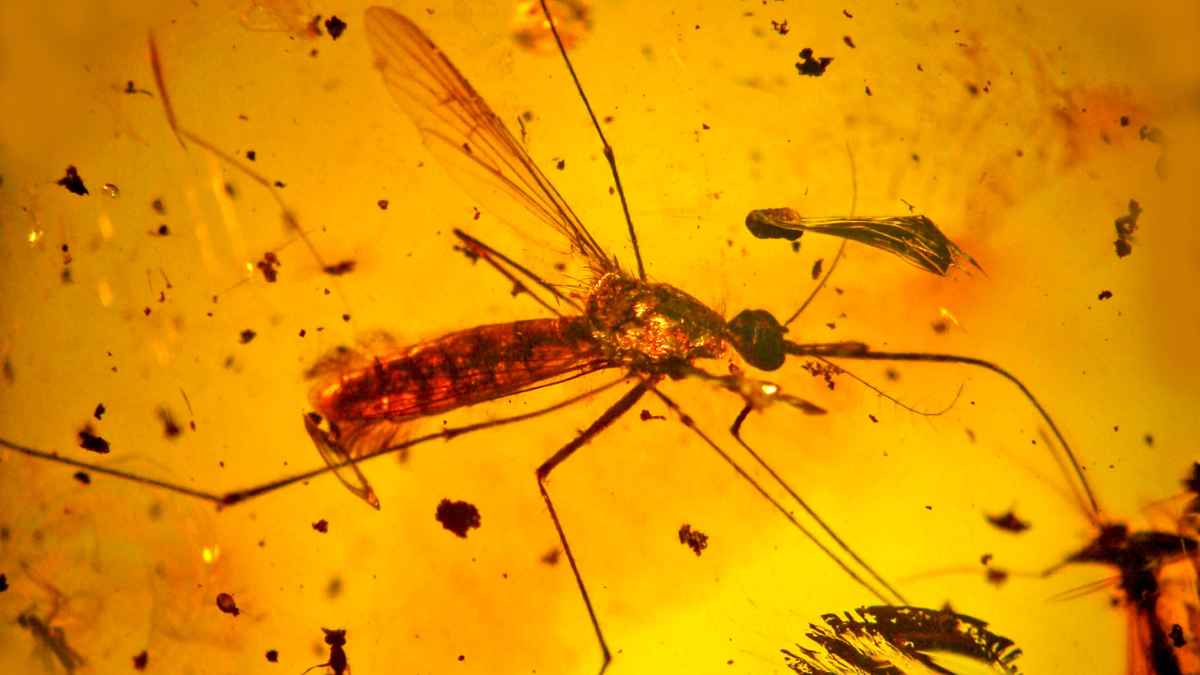 Mosquito fosilizado atrapado en ámbar encontrado en Ecuador durante investigación paleontológica del Cretácico