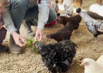 Persona alimentando gallinas de autoconsumo en corral familiar con huevos recién puestos