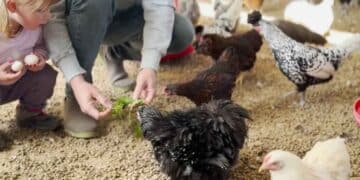 Persona alimentando gallinas de autoconsumo en corral familiar con huevos recién puestos