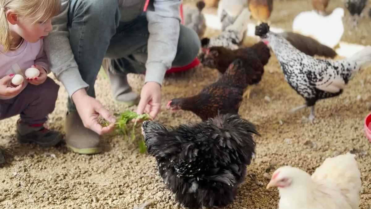 Persona alimentando gallinas de autoconsumo en corral familiar con huevos recién puestos