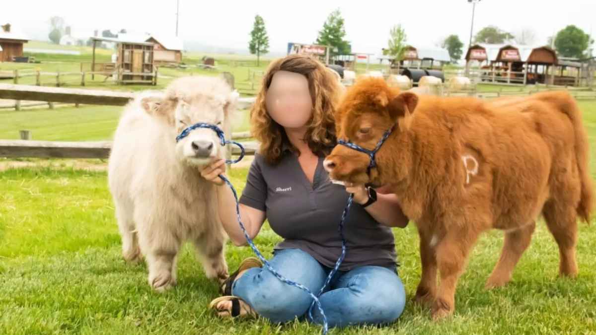 vaca en miniatura con otra vaca junto a una persona en un campo, imagen relacionada con la nueva clasificación de animales de compañía.