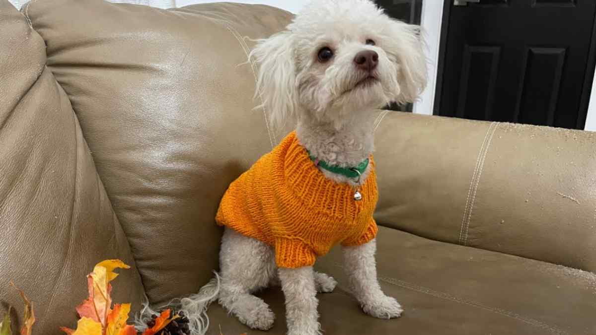 Perro pequeño con jersey naranja durante el invierno, ejemplo de cuándo abrigar a los perros según veterinaria en TikTok.