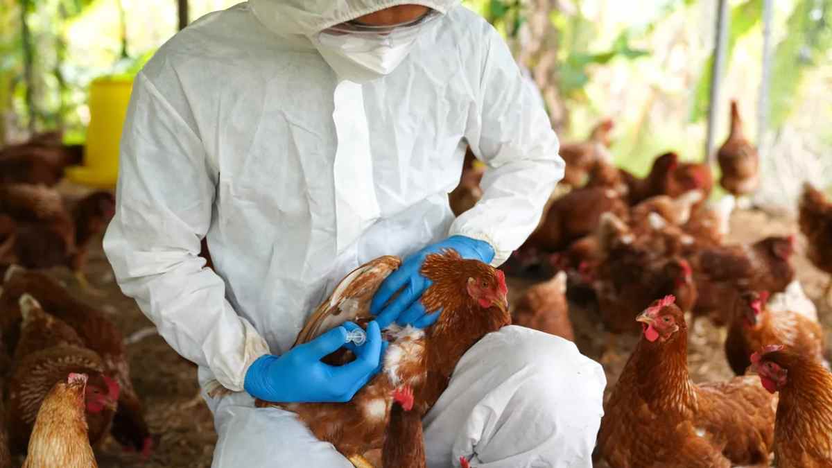 Control sanitario en una granja avícola de Madrid tras detectarse focos de gripe aviar.