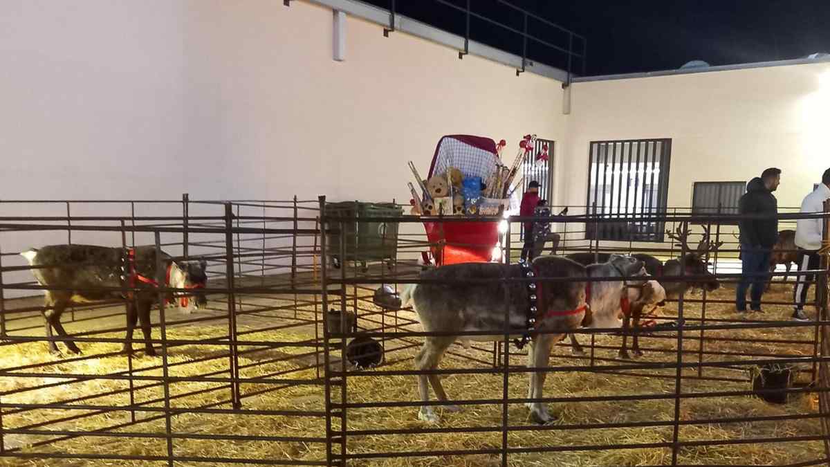 Renos utilizados en la cabalgata de Papá Noel de El Escorial en un recinto vallado.