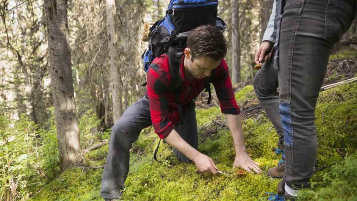 Persona recogiendo elementos del suelo del bosque sobre una zona de musgo, actividad regulada por la Comunidad de Madrid en Navidad.