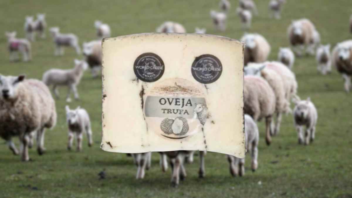 Queso gourmet de oveja con trufa de Lidl inspirado en rebaño de ovejas