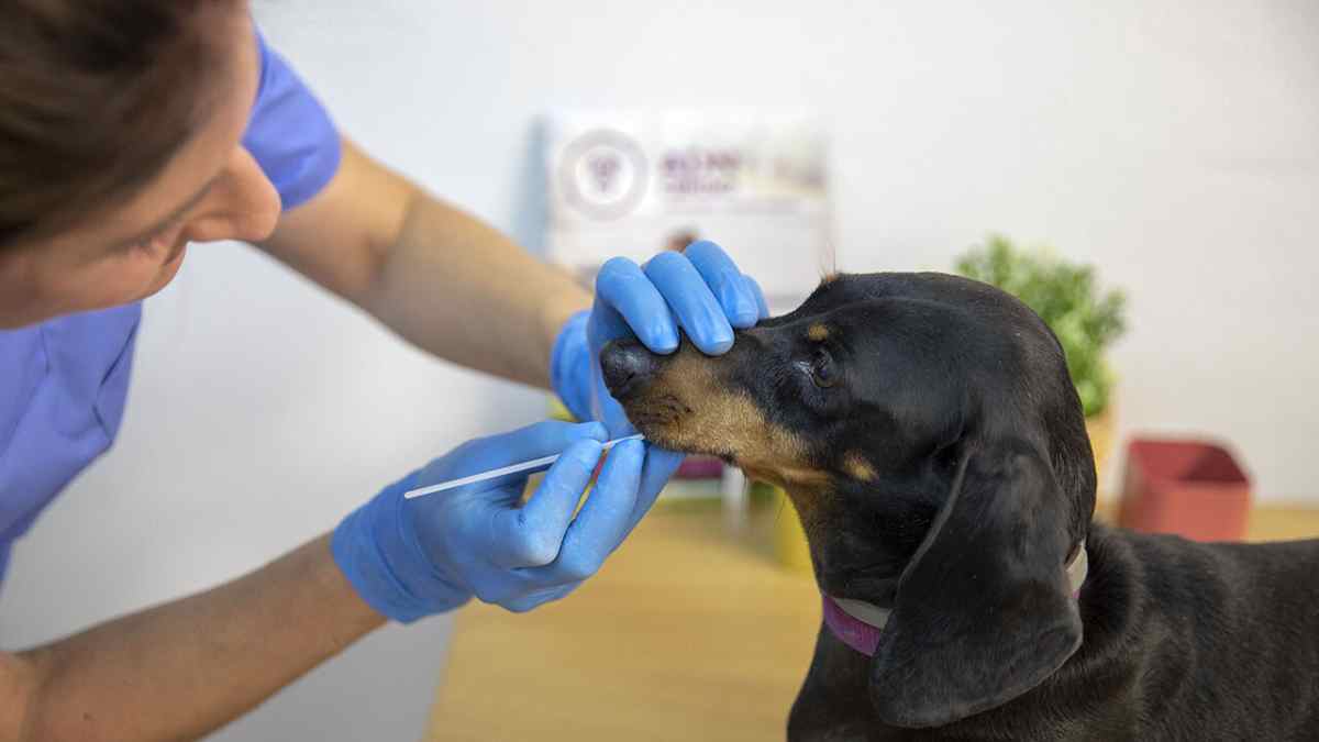 Toma de muestra de saliva a un perro para el registro en el ADN canino.