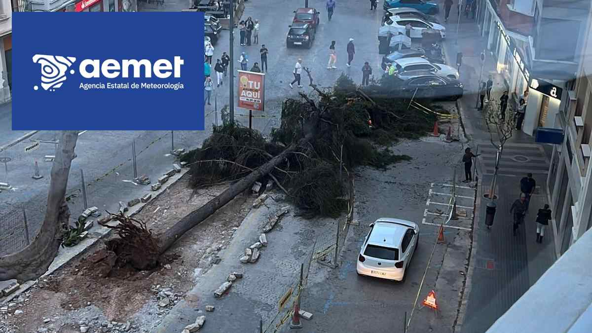 Árbol arrancado por el viento en una calle tras el paso de la borrasca Kristin, con avisos activos de la AEMET