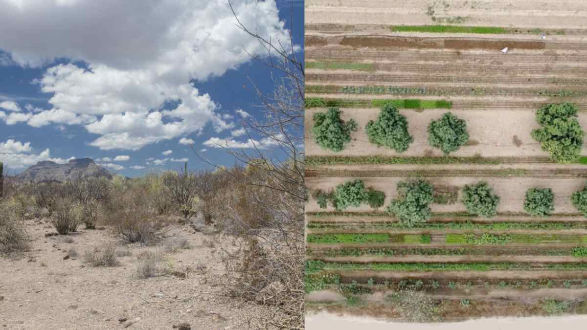 Comparativa aérea de desierto y granja fértil en Baja California creada sin químicos ni maquinaria