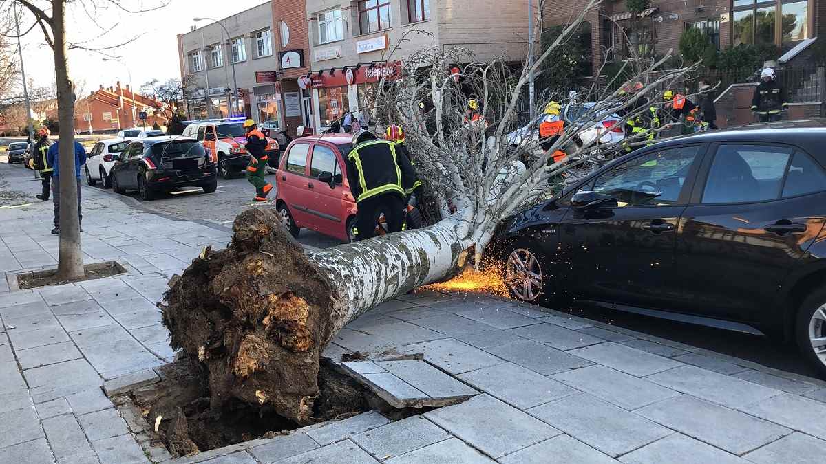 Árbol caído en Madrid por el fuerte viento tras la nevada, causando daños en vehículos
