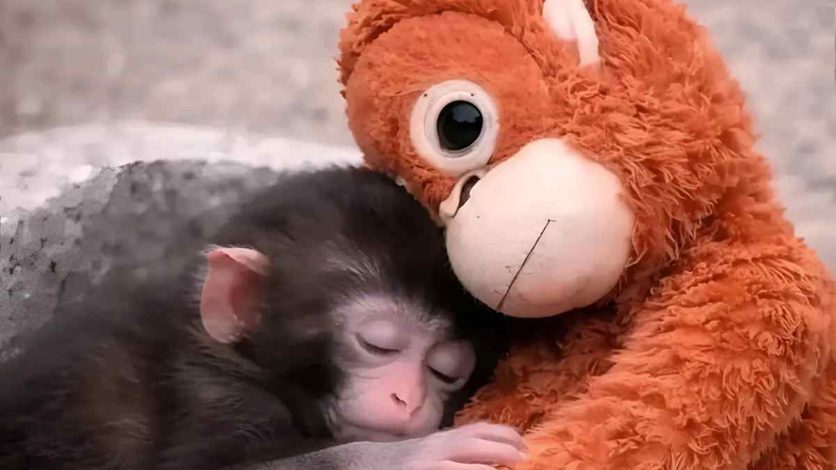 Mono bebé Punch dormido abrazado al peluche DJUNGELSKOG de IKEA